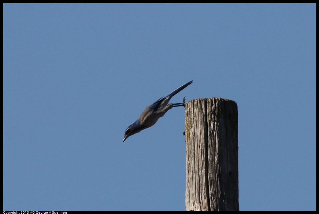 0125-142743-03.jpg - Western Scrub Jay