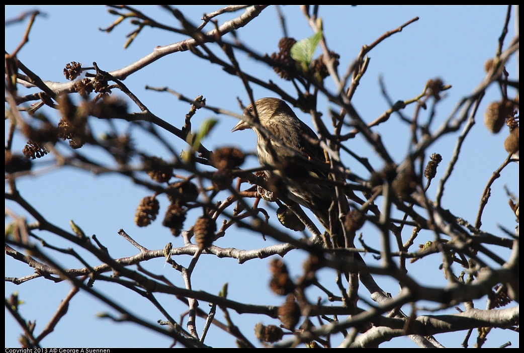 0125-142838-04.jpg - Pine Siskin