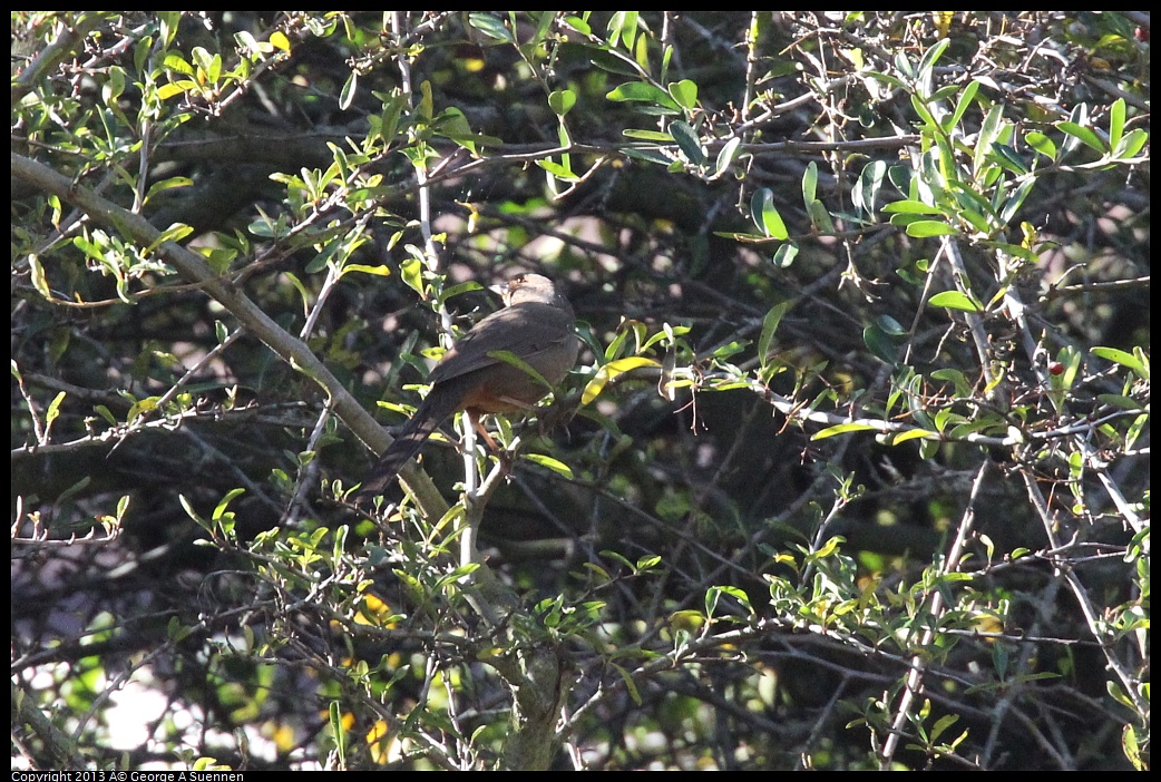 0125-142911-01.jpg - California Towhee