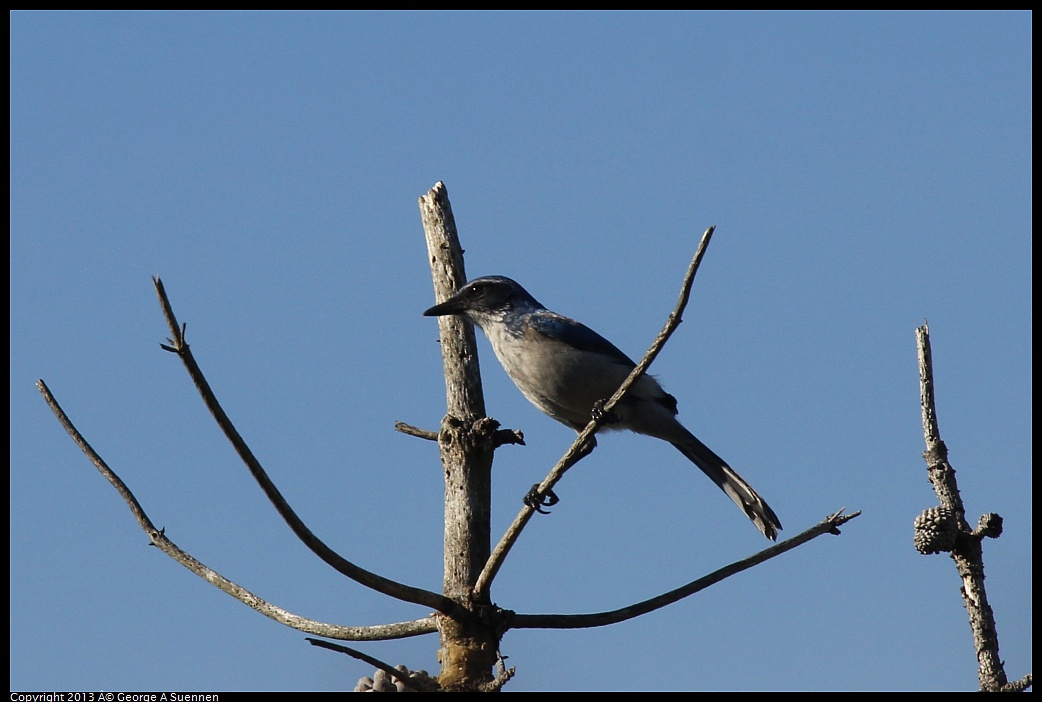 0125-142925-01.jpg - Western Scrub Jay