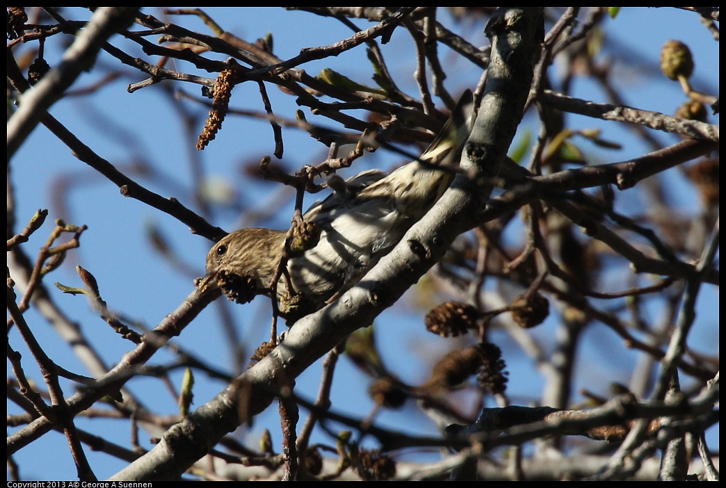 0125-143118-01.jpg - Pine Siskin