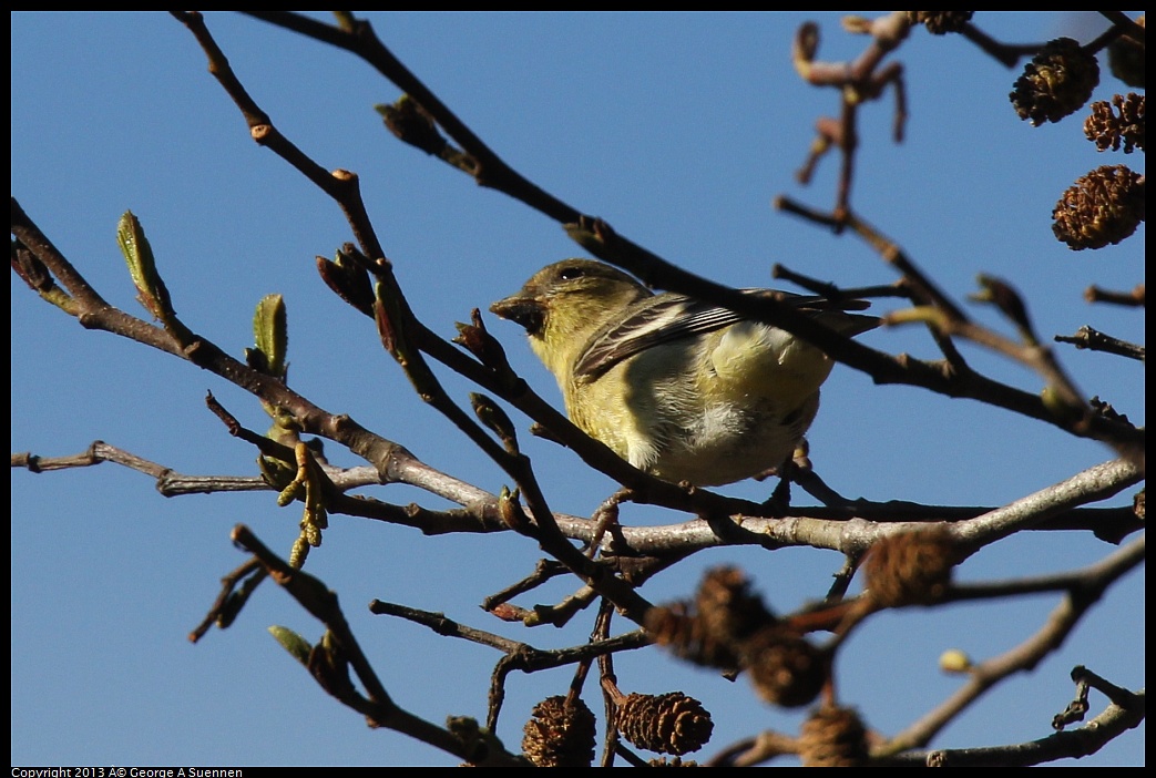 0125-143240-01.jpg - Lesser Goldfinch