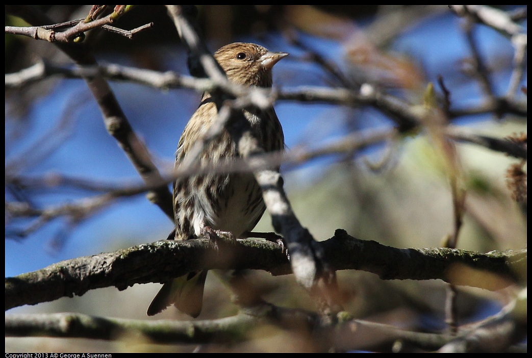 0125-143253-01.jpg - Pine Siskin