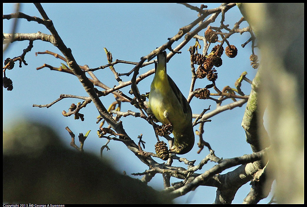 0125-143325-02.jpg - Lesser Goldfinch