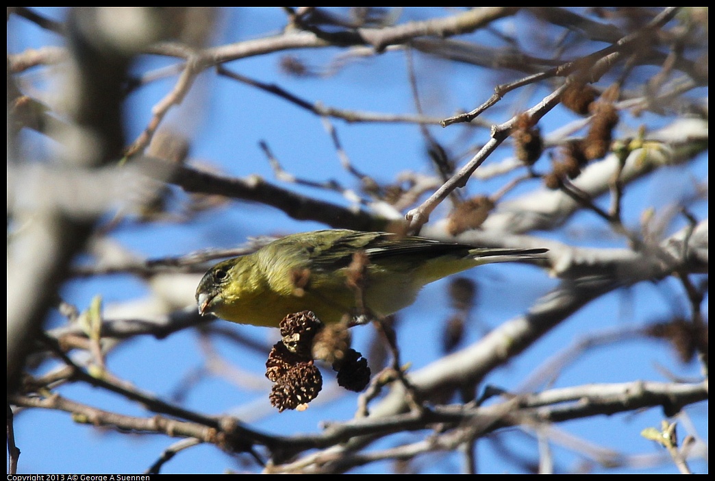 0125-143356-03.jpg - Lesser Goldfinch