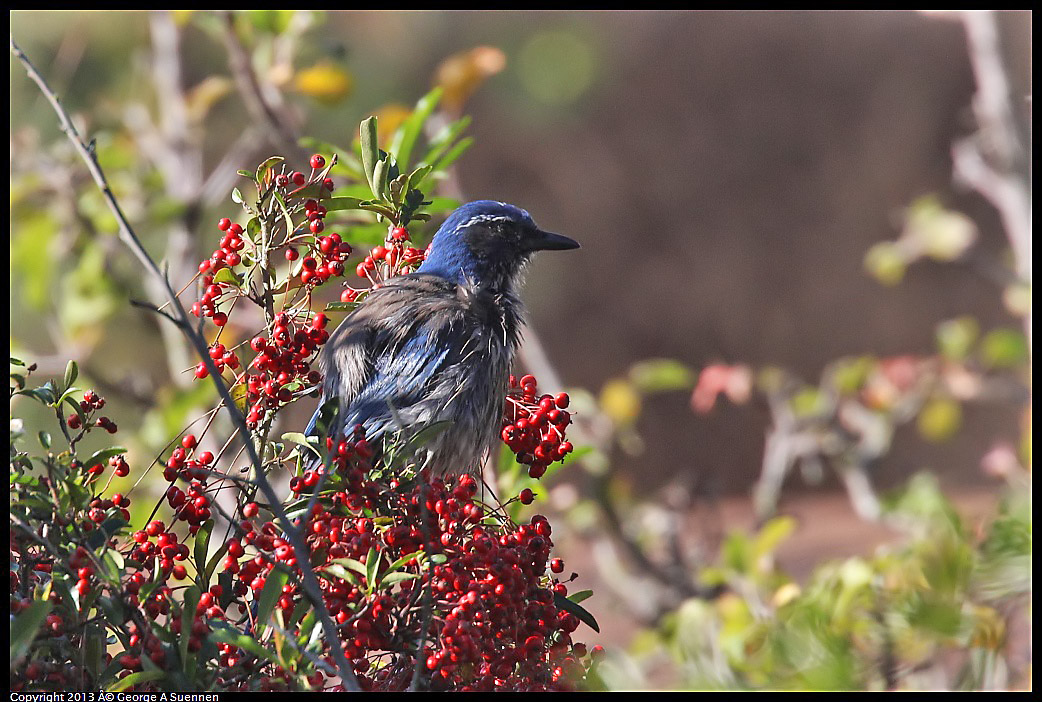 0125-143547-01.jpg - Western Scrub Jay