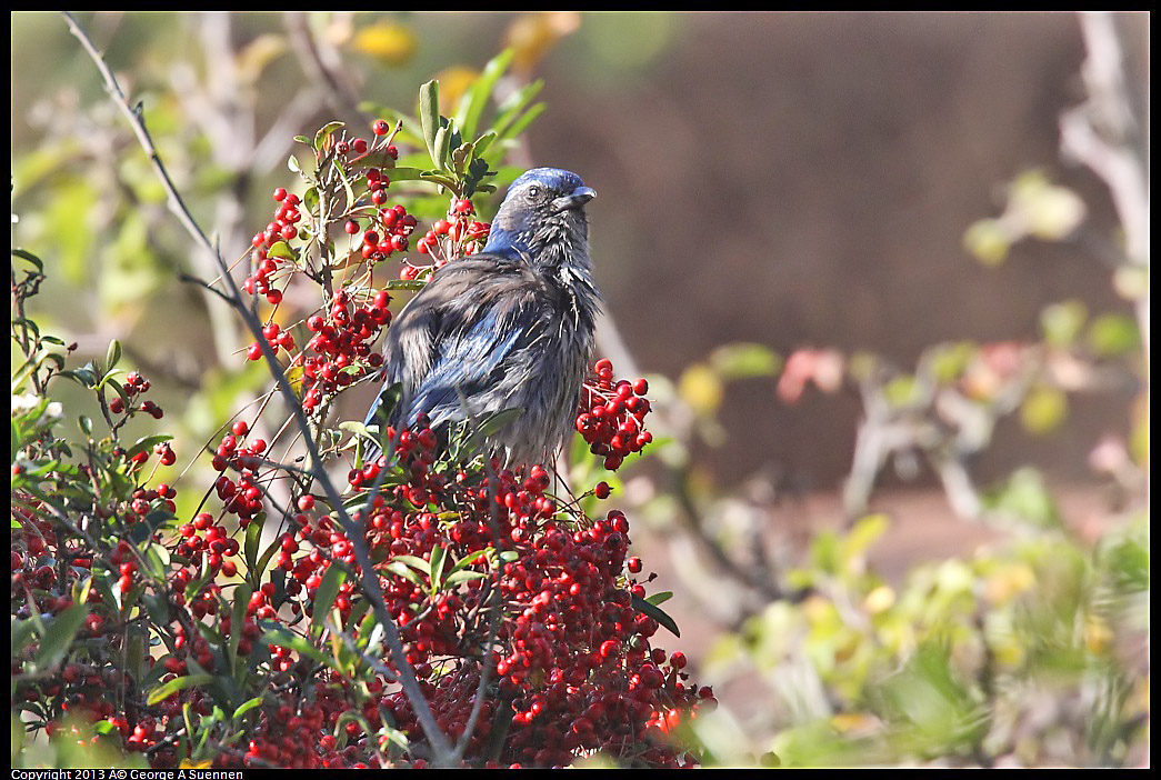 0125-143547-02.jpg - Western Scrub Jay