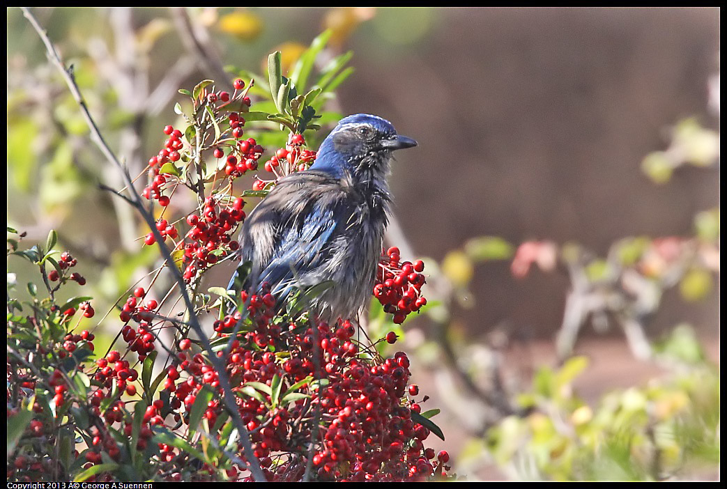 0125-143553-01.jpg - Western Scrub Jay