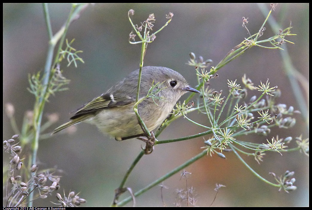 0125-143659-01.jpg - Ruby-crowned Kinglet