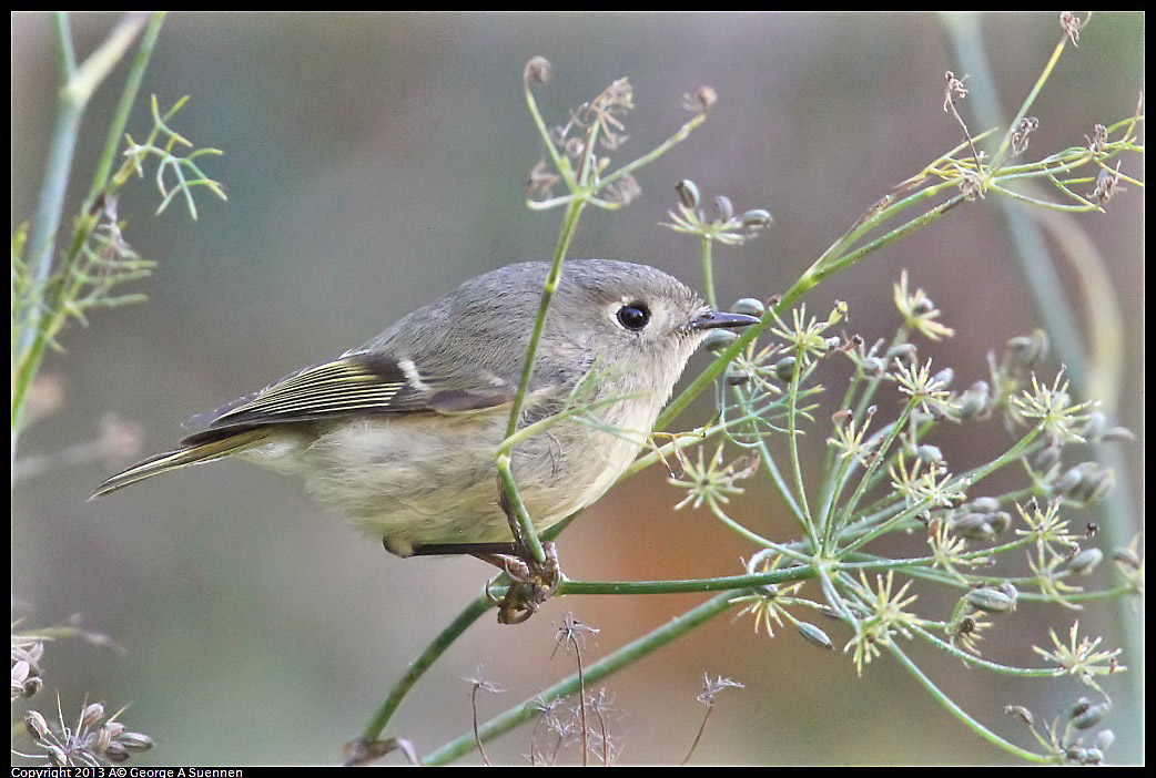 0125-143659-05.jpg - Ruby-crowned Kinglet