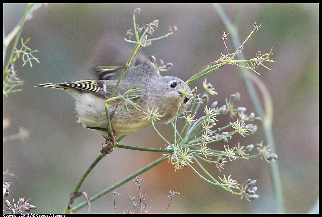 0125-143700-02.jpg - Ruby-crowned Kinglet