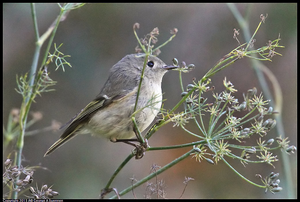 0125-143702-01.jpg - Ruby-crowned Kinglet