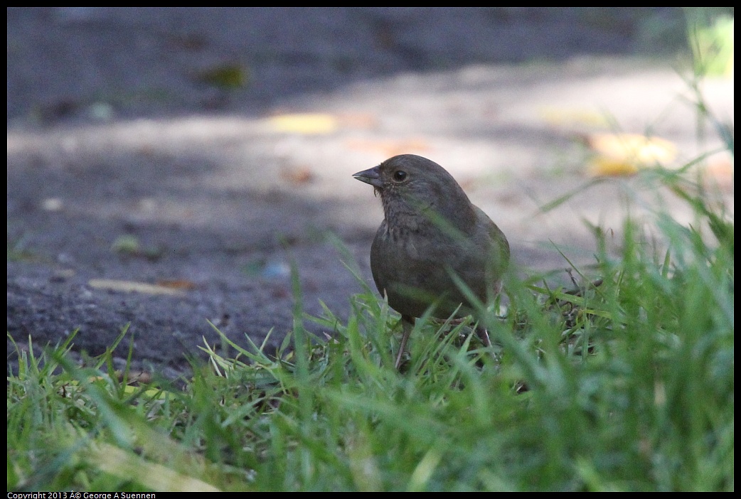 0125-143901-01.jpg - California Towhee