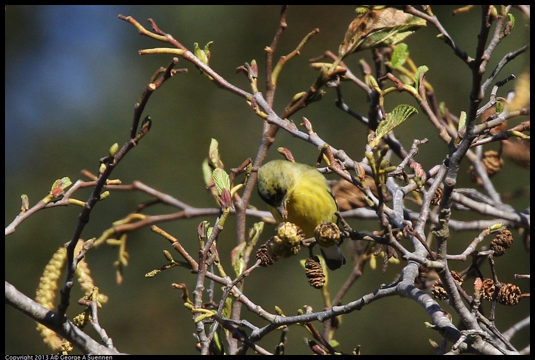 0125-144439-01.jpg - Lesser Goldfinch