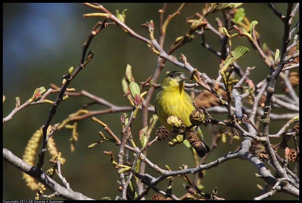 0125-144440-03.jpg - Lesser Goldfinch