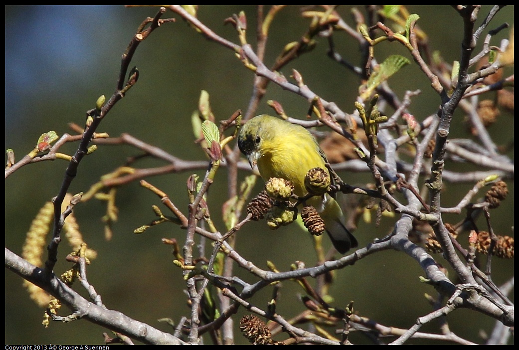 0125-144442-05.jpg - Lesser Goldfinch