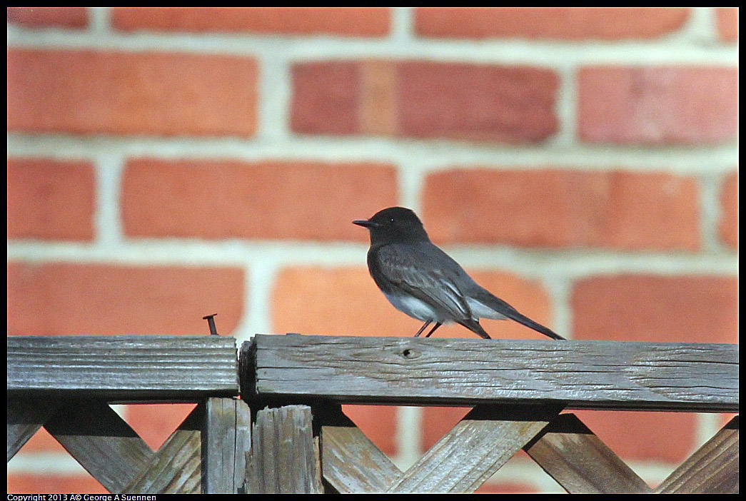 0125-144701-01.jpg - Black Phoebe