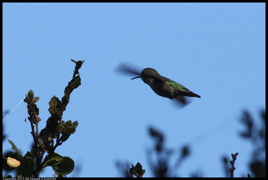 0125-144939-02.jpg - Anna's Hummingbird