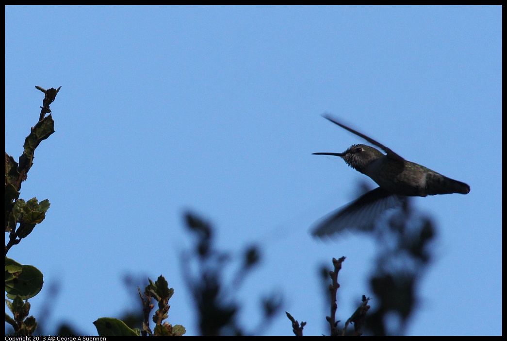 0125-144939-05.jpg - Anna's Hummingbird