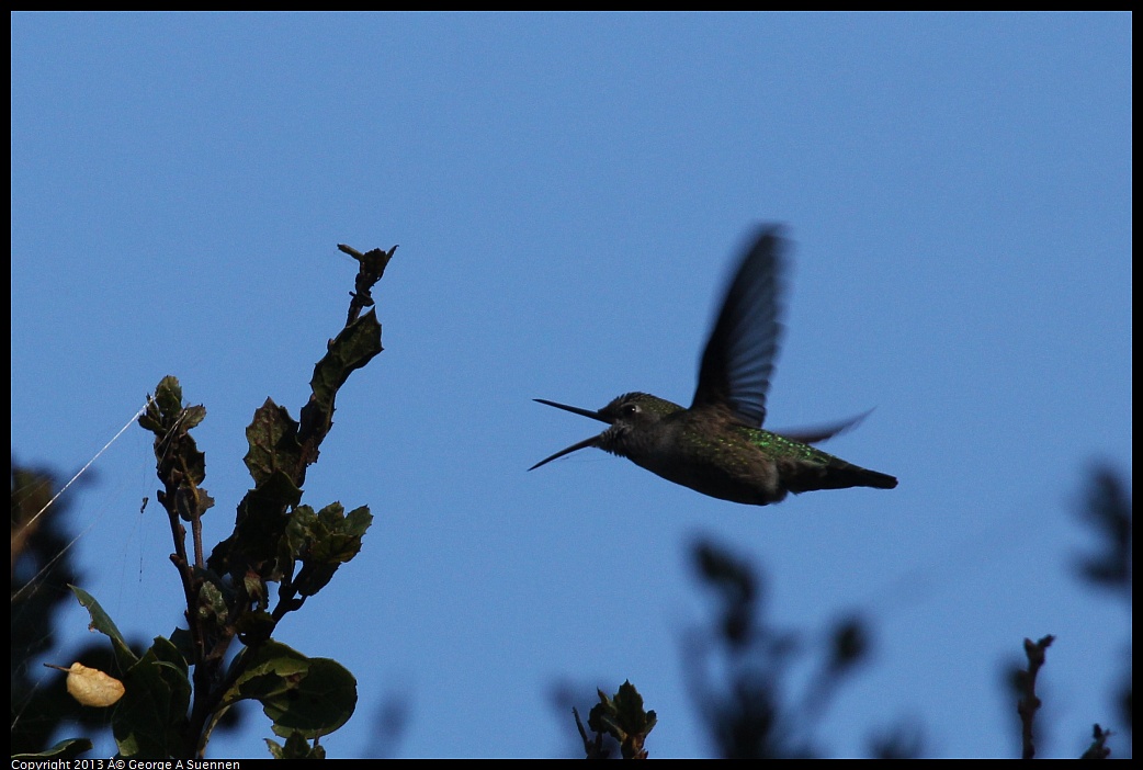 0125-144940-02.jpg - Anna's Hummingbird