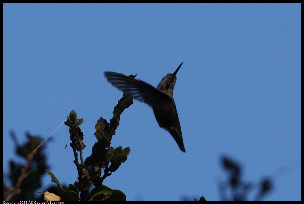 0125-144940-03.jpg - Anna's Hummingbird