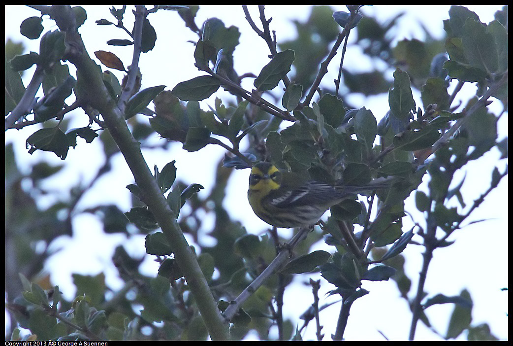 0125-145915-01.jpg - Townsend's Warbler