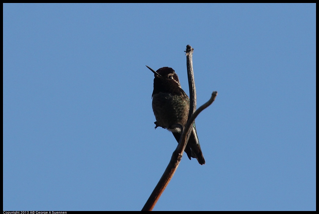 0125-150137-02.jpg - Anna's Hummingbird