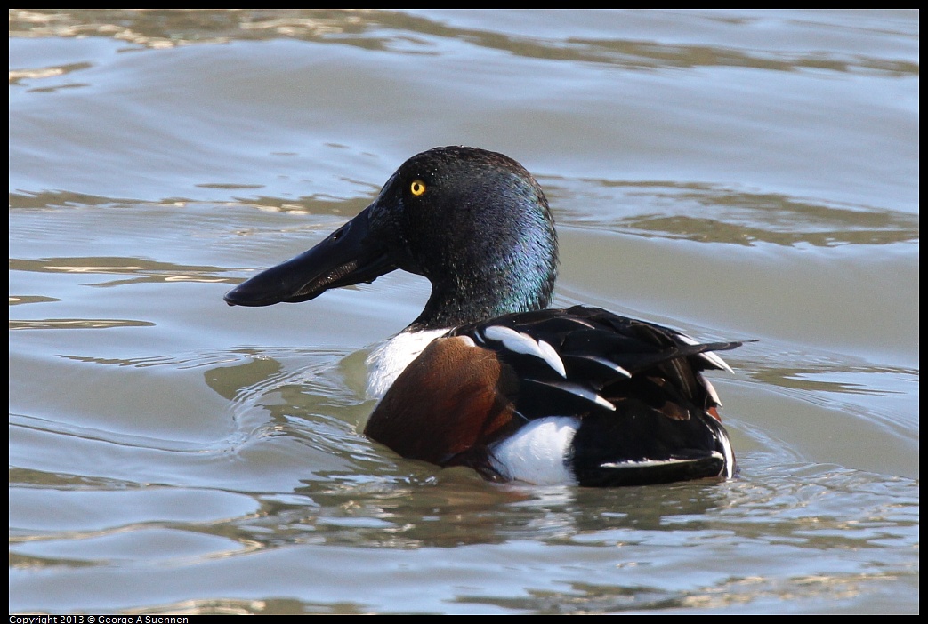 0127-121415-02.jpg - Northern Shoveler