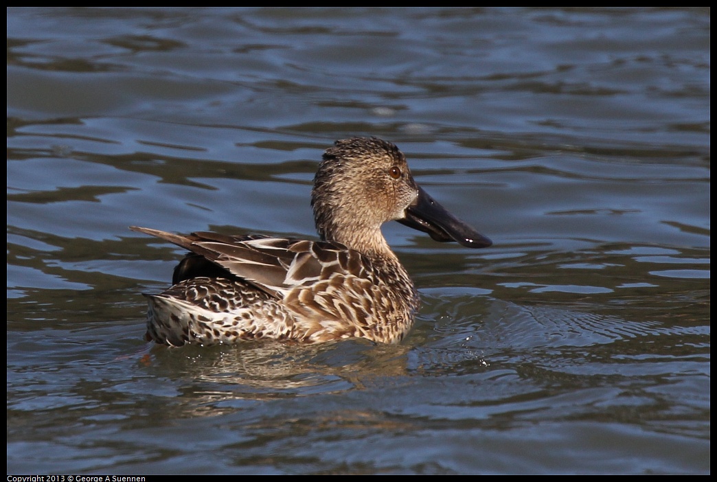 0127-121430-02.jpg - Northern Shoveler