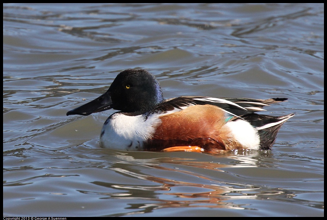 0127-121859-02.jpg - Northern Shoveler