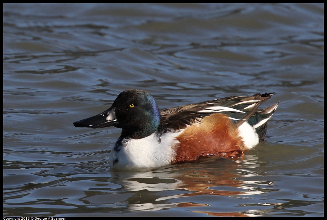 0127-121905-01.jpg - Northern Shoveler