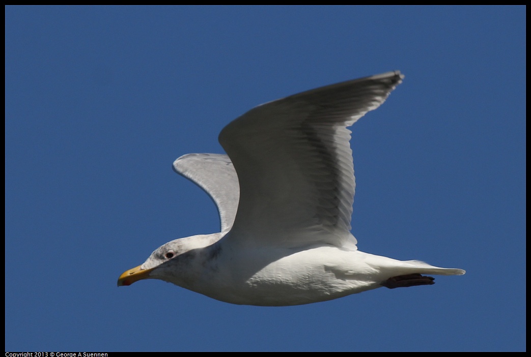 0127-121918-03.jpg - Western Gull