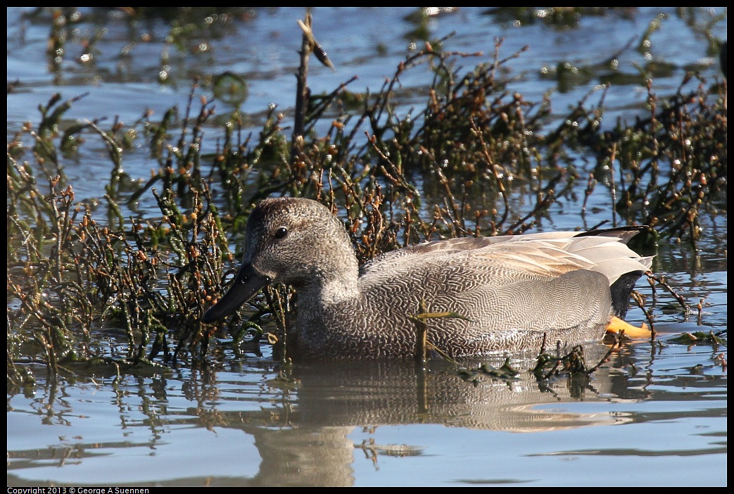 0127-121937-02.jpg - Gadwall