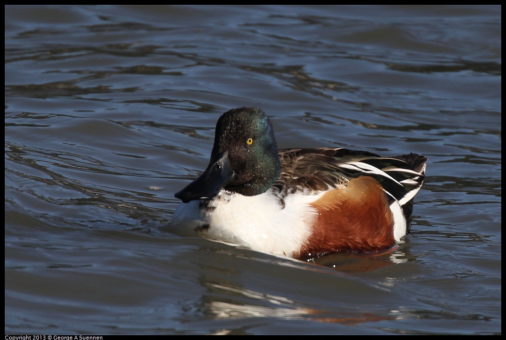 0127-121951-01.jpg - Northern Shoveler