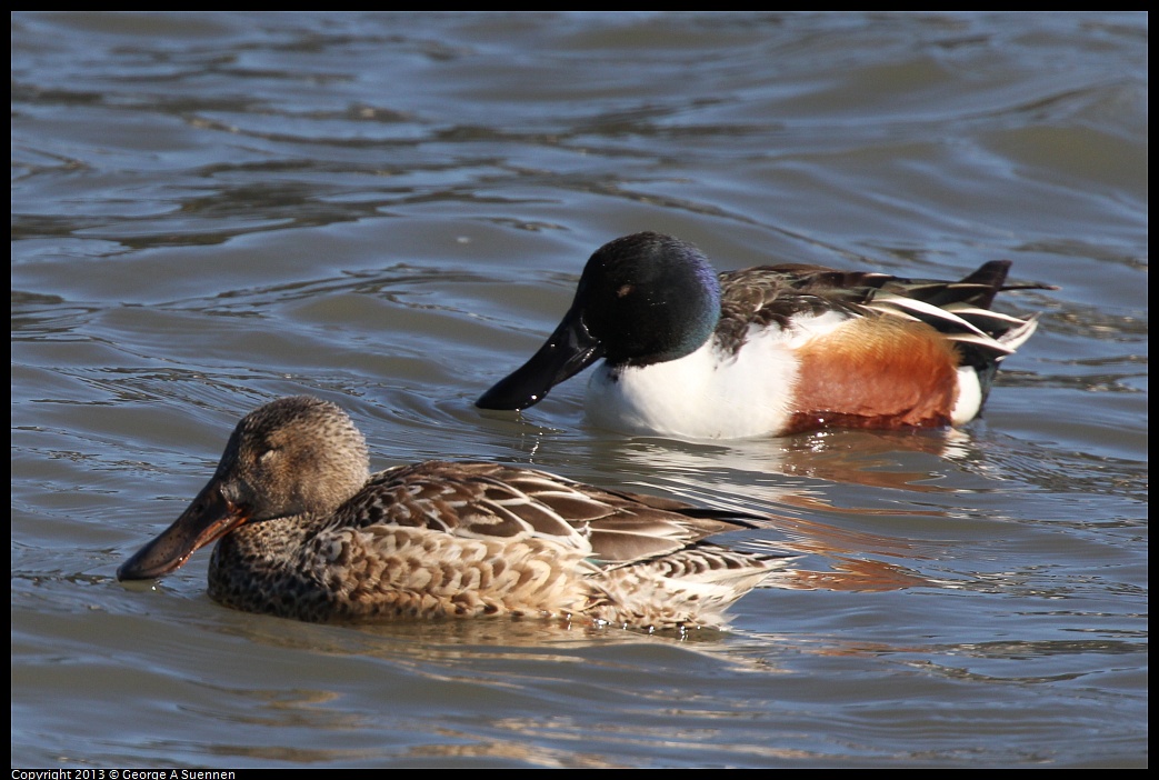 0127-121955-03.jpg - Northern Shoveler