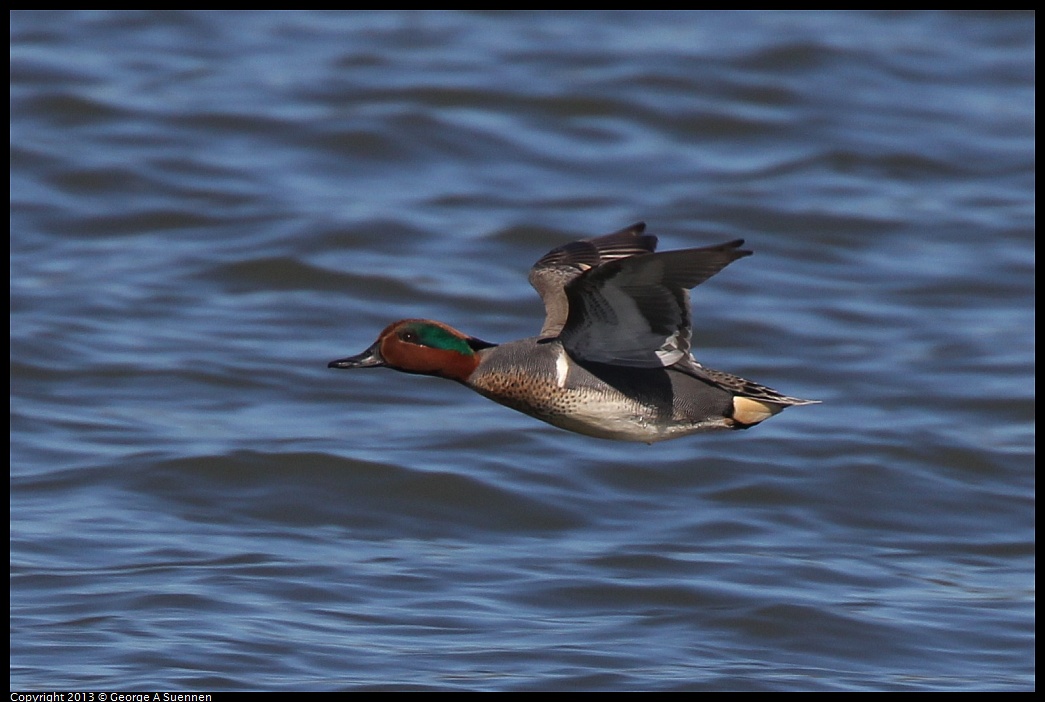 0127-122217-01.jpg - Green-winged Teal