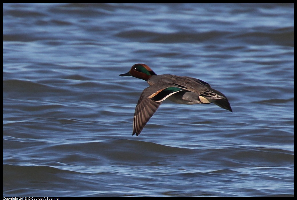 0127-122219-03.jpg - Green-winged Teal