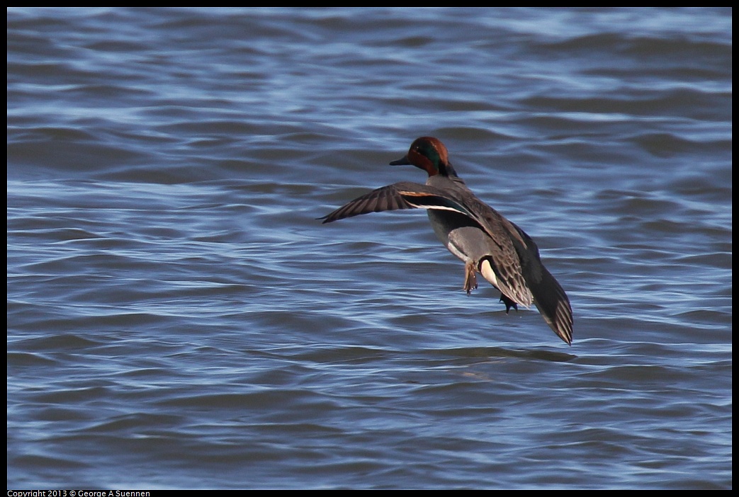 0127-122220-04.jpg - Green-winged Teal