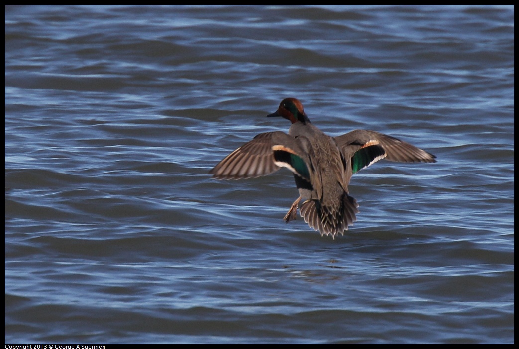 0127-122221-01.jpg - Green-winged Teal