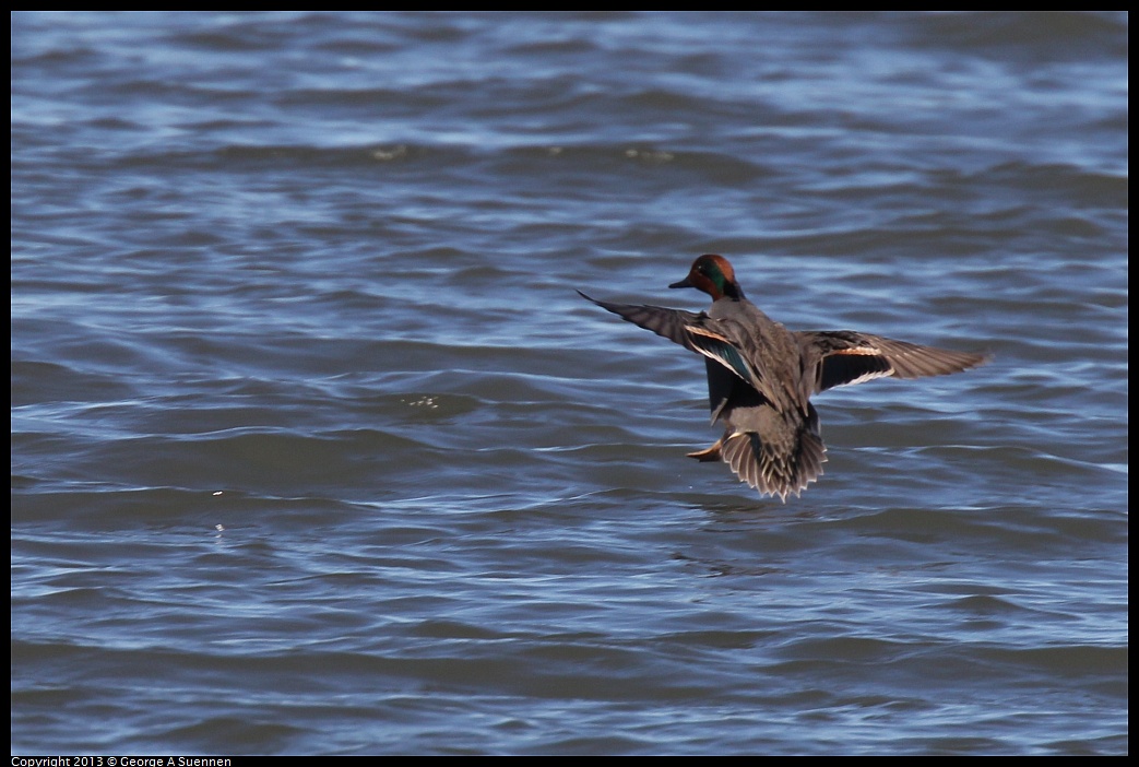 0127-122221-02.jpg - Green-winged Teal