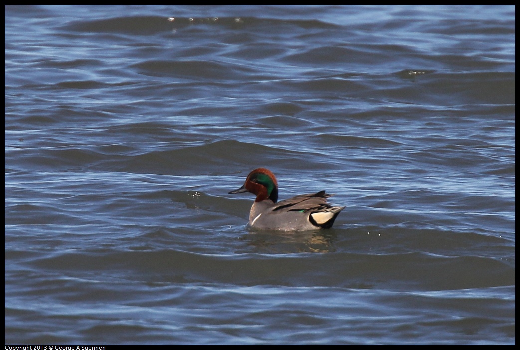 0127-122224-01.jpg - Green-winged Teal