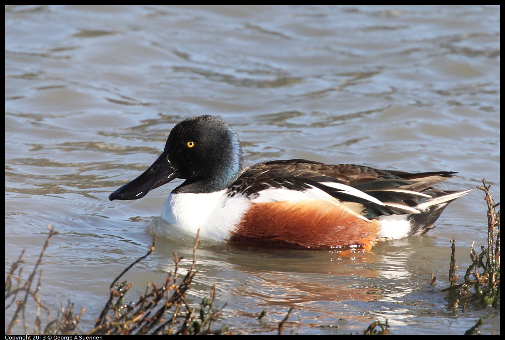 0127-122232-01.jpg - Northern Shoveler