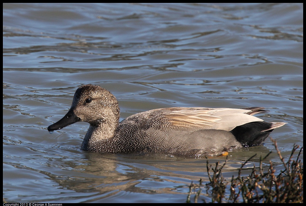 0127-122243-01.jpg - Gadwall