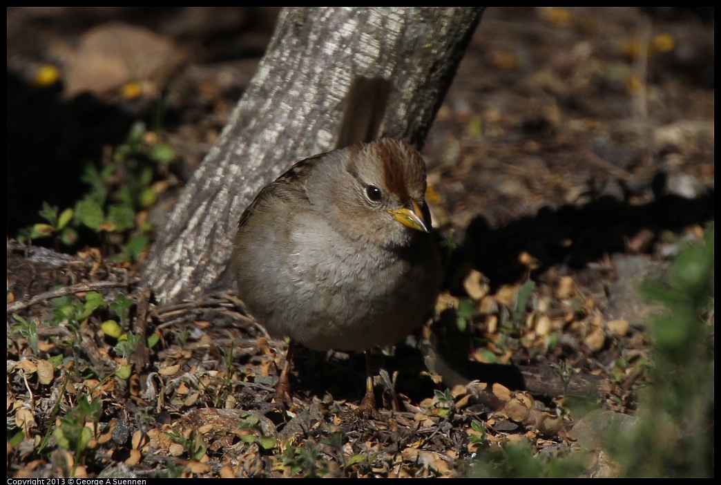 0127-122617-01.jpg - White-crowned Sparrow