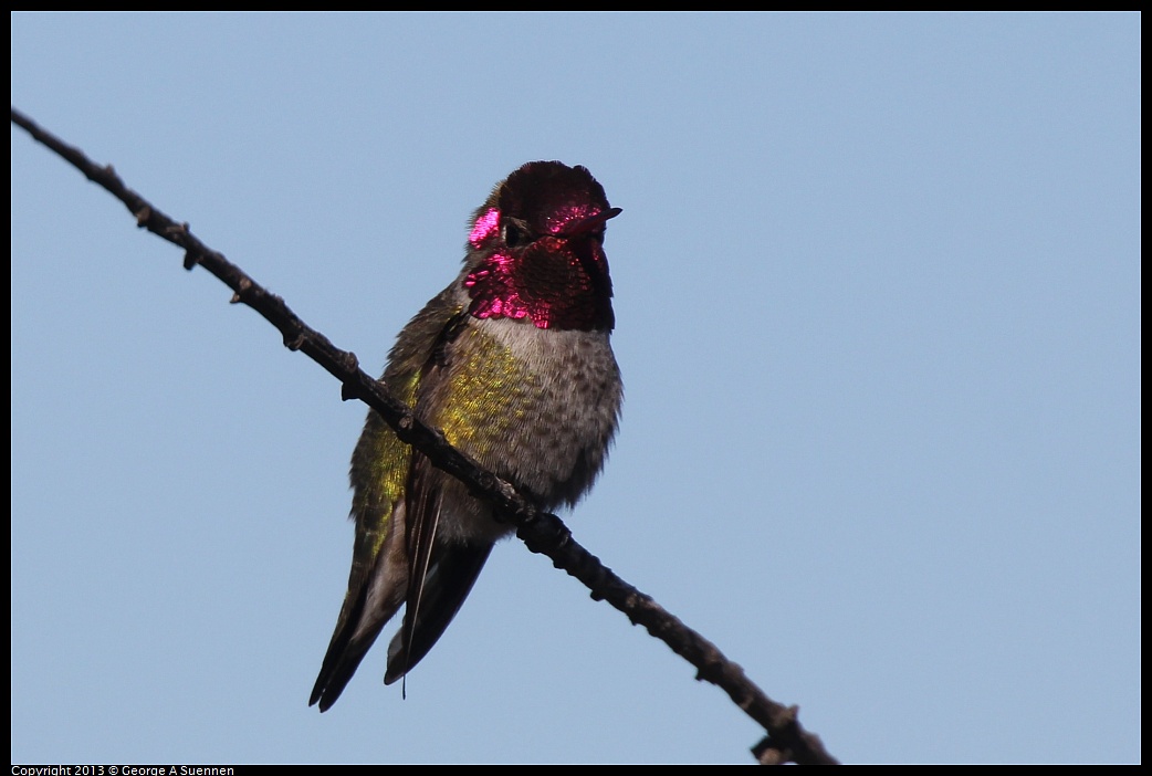 0127-122849-01.jpg - Anna's Hummingbird