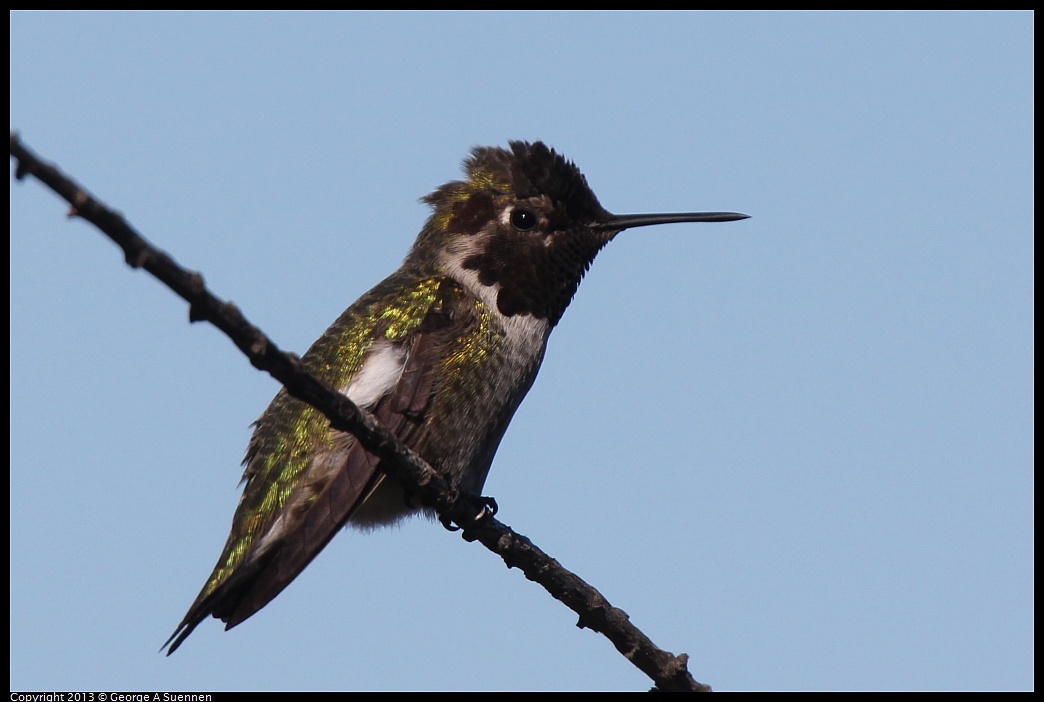 0127-123058-01.jpg - Anna's Hummingbird