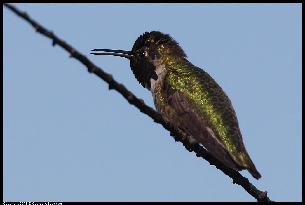 0127-123150-03.jpg - Anna's Hummingbird