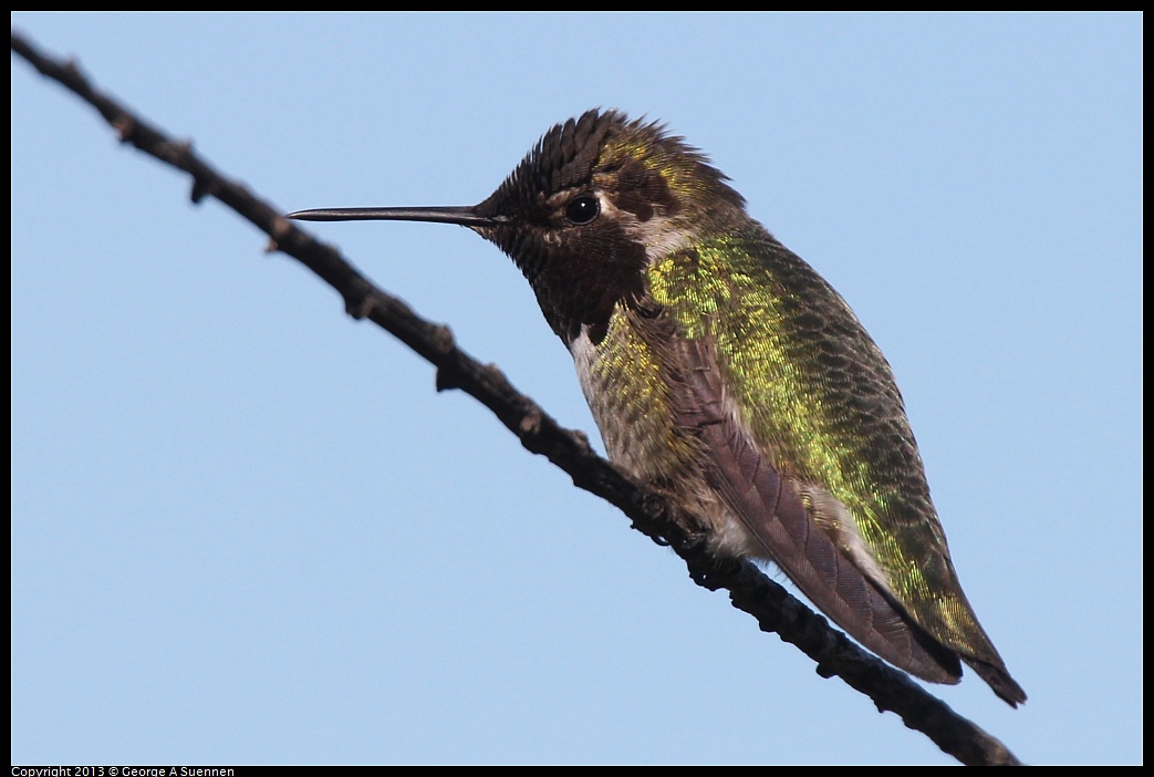 0127-123314-01.jpg - Anna's Hummingbird