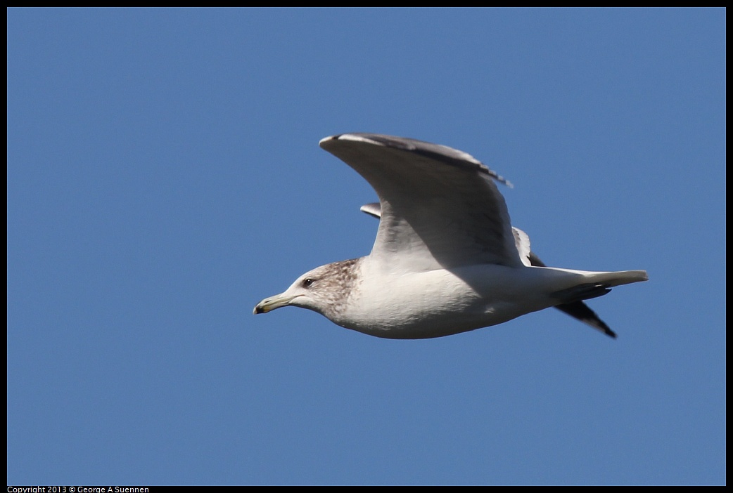 0127-123340-03.jpg - California Gull