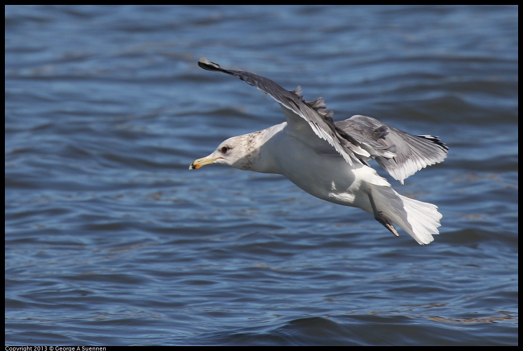 0127-123617-02.jpg - California Gull